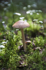 Грибы/mushroom