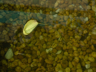 View of yellow leaf float on water surface. A clear water could transparently look down to rock in water, beautiful in nature.