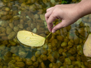 Young Asian girl hand touch yellow leaf that float on water surface. A clear water could transparently look down to rock in water.
