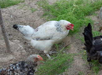 hens in the chicken coop