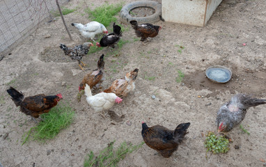 hens in the chicken coop