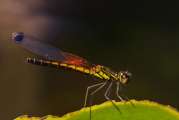 Dragonfly on green leaves and dark background. copy space