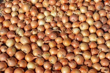 lot of onions - food background