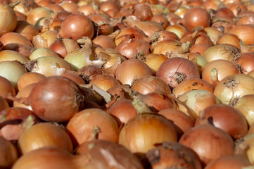 lot of onions - food background