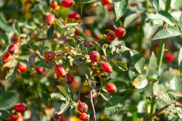Rosehips; dog rose, rosa canina, fruit