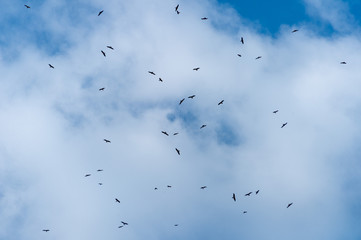 a lot of bird kite in the sky over the fields