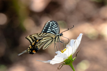 Cosmos and swallowtail butterflies in Funabashi City, Chiba prefecture, Japan