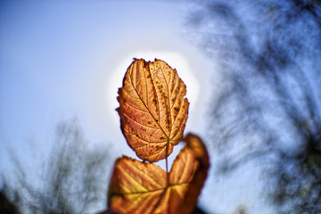 Jesień © Dawid Baniowski