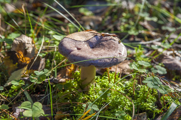 Гриб/Mushroom