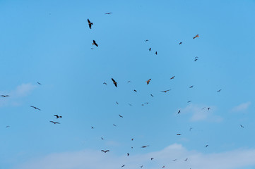 a lot of bird kite in the sky over the fields