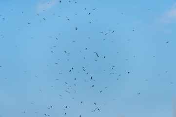 a lot of bird kite in the sky over the fields