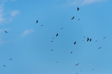 a lot of bird kite in the sky over the fields