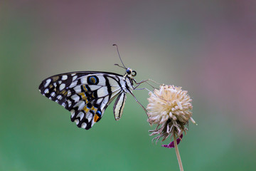 The Common Lime Butterfly Sitting on the flower plants in the garden and feeding itself seen in its natural habitat