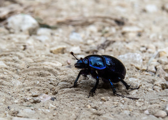 Beetle