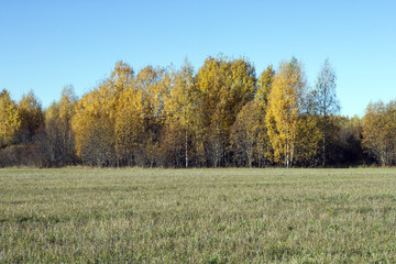 Осень/autumn