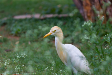 The cattle egret is a cosmopolitan species of heron found in the tropics, subtropics and warm temperate zones.