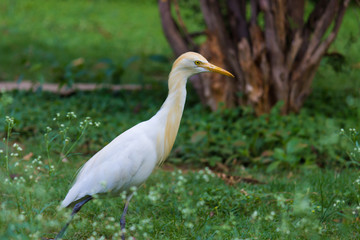 The cattle egret is a cosmopolitan species of heron found in the tropics, subtropics and warm temperate zones.