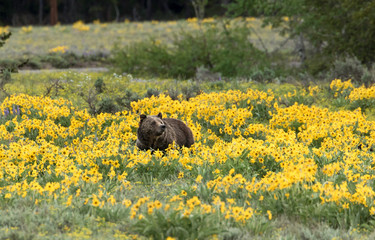 Grizzly Bear in Wilflowers