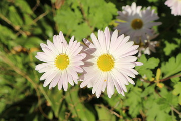 Obraz premium Last autumn flowers bloomed in the garden