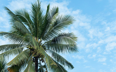 Fototapeta premium Coconut tree with sky background. Low angle view.