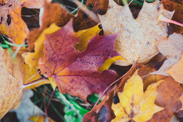 Colorfull autum leaves