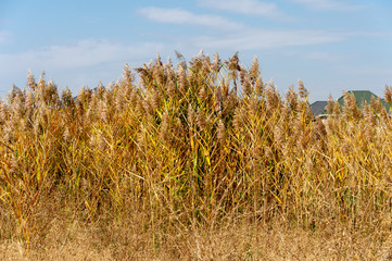Reed gold under the open sky
