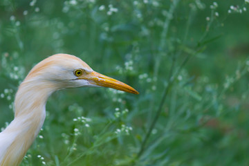 Cattle Egret in the garden in its natural habitat in a soft blurry background.