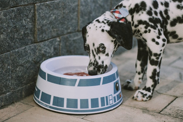 dalmatian dog with heterochromia drinking water