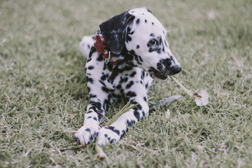dalmatian dog with heterochromia playing with branch