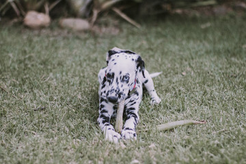 dalmatian dog with heterochromia playing with branch