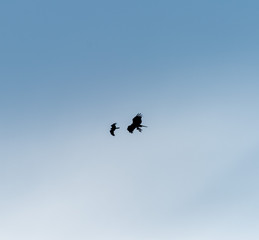 a lot of bird kite in the sky over the fields
