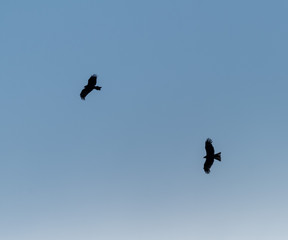 a lot of bird kite in the sky over the fields