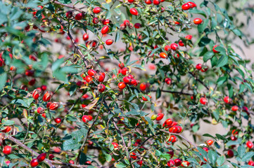 Rosehips; dog rose, rosa canina, fruit