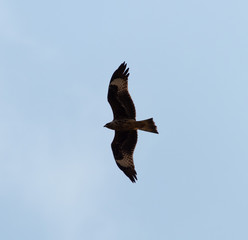 a lot of bird kite in the sky over the fields