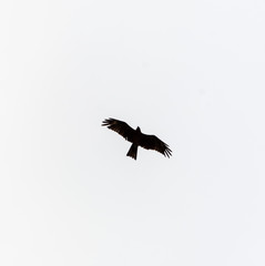 a lot of bird kite in the sky over the fields