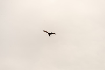 a lot of bird kite in the sky over the fields