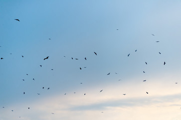 a lot of bird kite in the sky over the fields