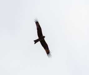 a lot of bird kite in the sky over the fields