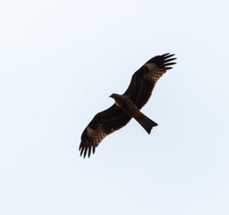 a lot of bird kite in the sky over the fields