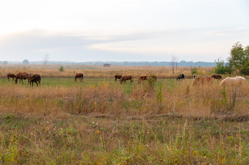 Obraz premium herd of horses on pasture