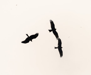 a lot of bird kite in the sky over the fields