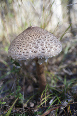 Грибы/mushroom