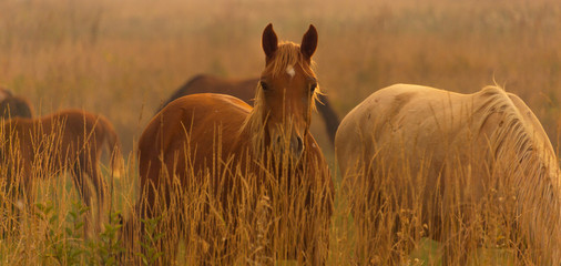 herd of horses on pasture