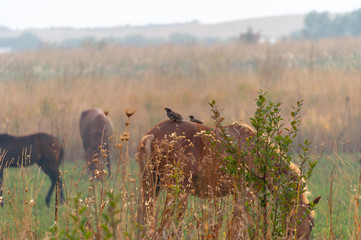 herd of horses on pasture