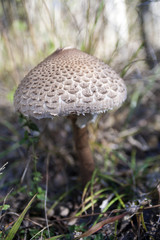 Грибы/mushroom