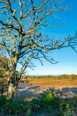 Fototapeta na wymiar View of savanna through bare oak