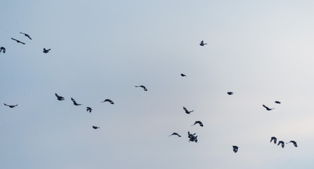 A flock of birds in the sky
