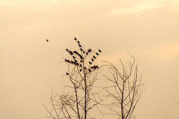 Fototapeta premium Flock of birds on tree