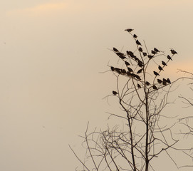 Flock of birds on tree