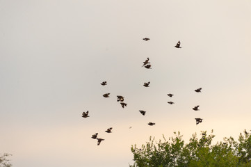 A flock of birds in the sky